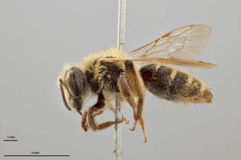 Media type: image;   Entomology 772898 Aspect: habitus lateral view
